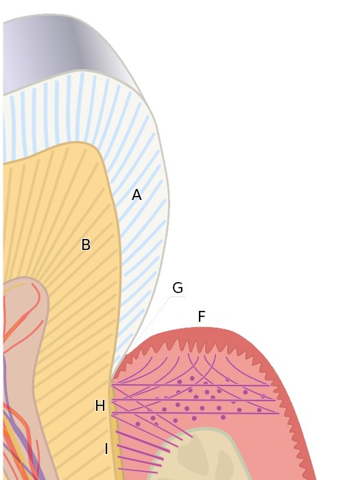 tooth-gum-flossing | Kuipers Ortho