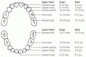 baby teeth growth chart | Kuipers Ortho